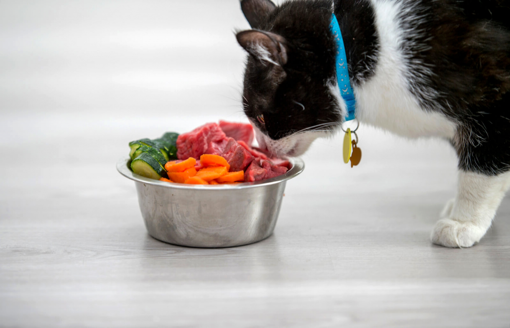Правильное питание кастрированного кота: ограничения