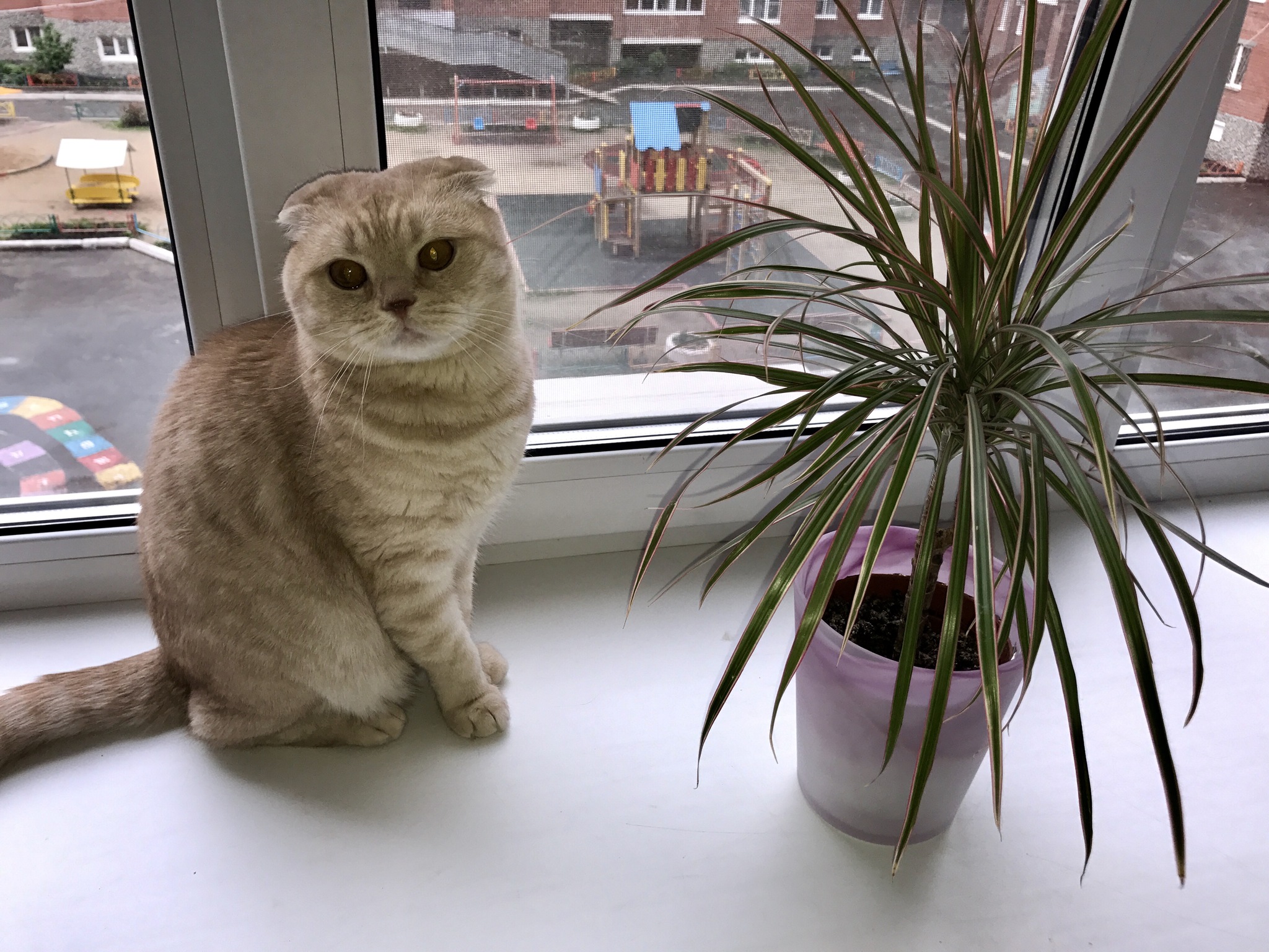 Опасные для шотландских кошек комнатные растения